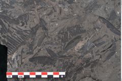 Foto (Detailansicht) von Pterophyllum longifolium Br. (NHMW-GEO-2024-0188-10646)